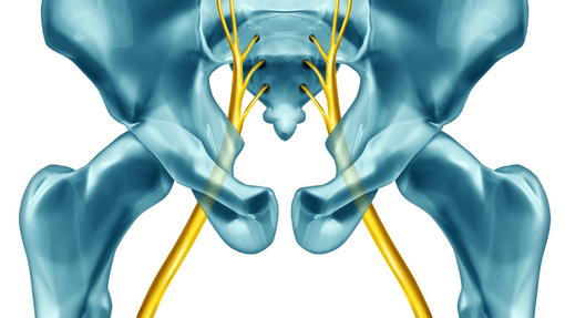 graphic showing the location of the Sciatic nerve